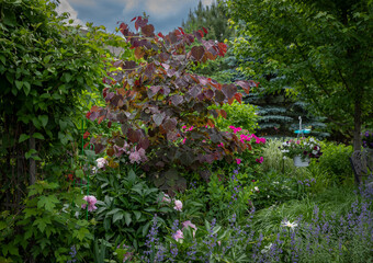 Fototapeta na wymiar Horizontal photo of a vivid reddish colored Forest pansy Eastern redbud With its purple-red heart shaped leaves is the focal point of this beautiful backyard. Pale Pink peonies nodding in the breeze. 