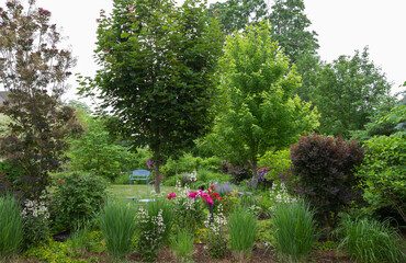 Delightful midwest springtime garden with deciduous maple and smokebush trees, flowering peonies...