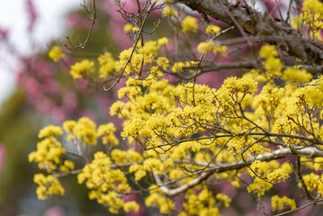 Yellow flower of cornus officinalis,  Japanese cornelian cherry
