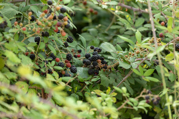 On the branch ripen the berries bramble (Rubus fruticosus) - obrazy, fototapety, plakaty
