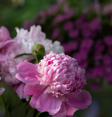 Vertical photo of brilliant pink fragrant Peonies, Sarah Bernhardt, macro of beautiful old fashioned flowers on a sunny day.
