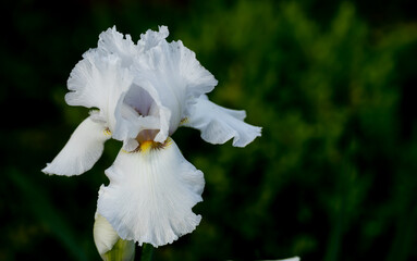 Macro of Immortality bearded iris, a highly fragrant cultivar with large, pure white flowers and...