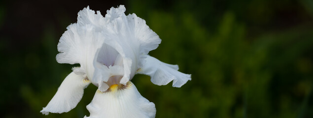 Macro of Immortality bearded iris, a highly fragrant cultivar with large, pure white flowers and ruffled petals. 