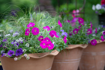 A trio of threed terra cotta pottery containers with bright fuchsia super petunias