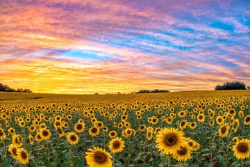 Sunflower Summer Sky 