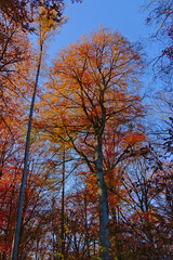 Orange autumn tree creststs on a blue sky in the forest
