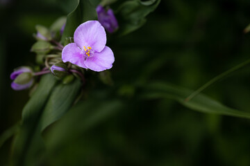 Horizontal banner - Macro of a beautiful delicate violet colored Ohio spiderwort, a native perennial to Illinois. 