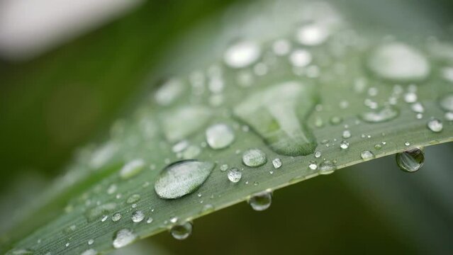 Closeup, macro shot of cristal clear rain, dew drops on a green leaf