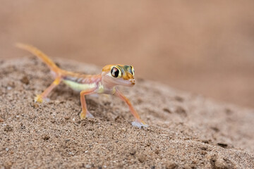 A Namib sand gecko, small colorful lizard in the Namib desert
