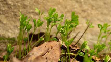 Flowers grass greens