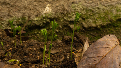 Flowers grass greens