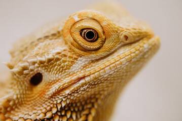 Samiczka Agamy Brodatej