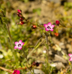 Flowers grass greens