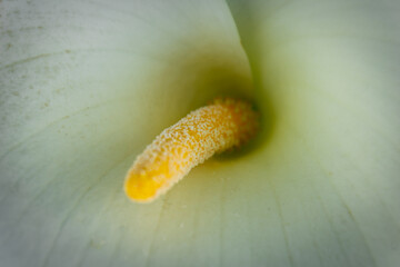 Flowers grass greens