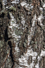Closeup view of birch tree silver bark texture in sunny day. Suitable for an abstract background.