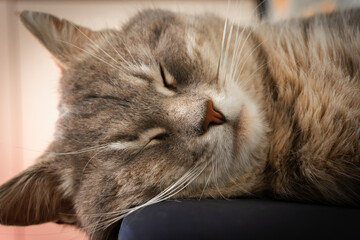 gray fluffy cat is resting on a chair. dormant state. close-up.