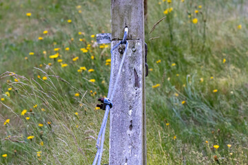 metal wire attached to wooden posts used as a fence