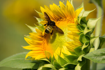 Bumble bee on a Sunflower
