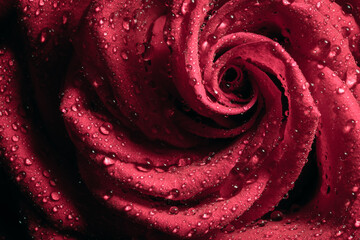 macro close up red rose with a waterdrops