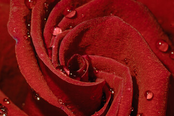 macro close up red rose with a waterdrops
