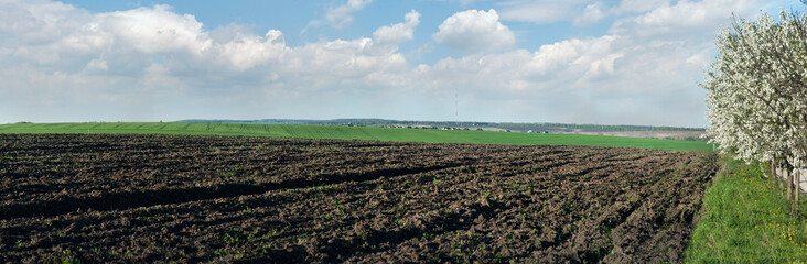 Fototapeta na wymiar view of spring arable fields, blossoming cherries and plums.