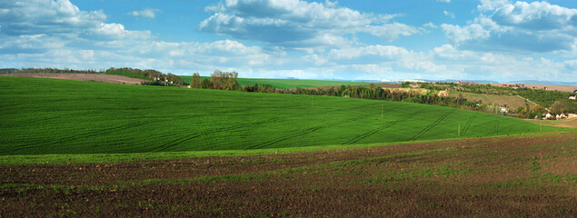 Arable land and field with green wheat, blue sky.