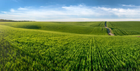 green grass field, hills and landscape lines with cloudy blue sky © pavlobaliukh