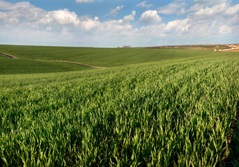 young sprouts wheat close up on the field and beautiful sky with clouds