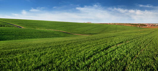 panorama of hills of spring green winter wheat field ,beautiful sky