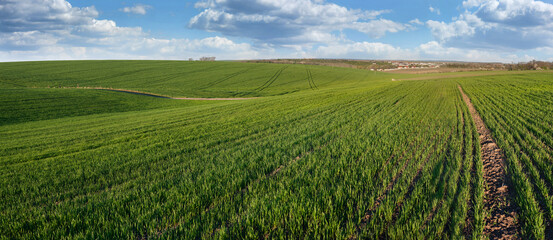 field with green wheat, blue sky. Green field, brown arable land. natural background