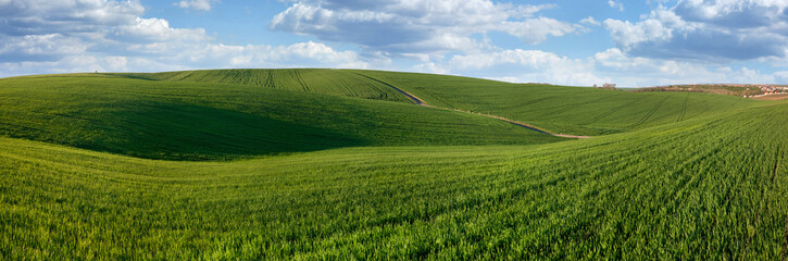panorama of hills of spring green winter wheat field , agricultural illustration in spring
