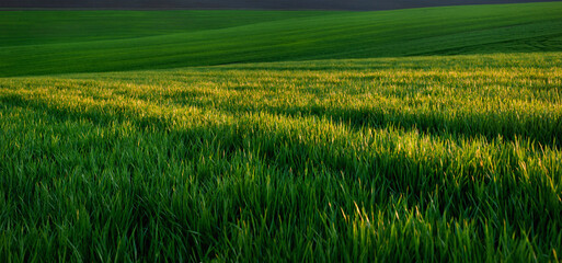 Green spring wheat crops, sprouts, close up, spring agriculture