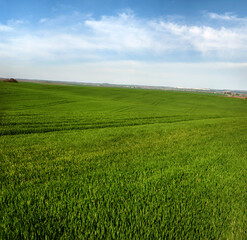 wheat field and beautiful sky with clouds
