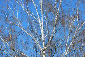 Birch grove. Birch trees in the blue sky. The trunks of trees and branches rush up. The growth of the tree. Several birch trees, bottom-up view. Birches in perspective.