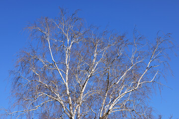 Fototapeta na wymiar Birch grove. Birch trees in the blue sky. The trunks of trees and branches rush up. The growth of the tree. Several birch trees, bottom-up view. Birches in perspective.