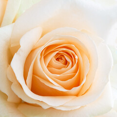 Delicate white rose close-up. Floral square banner