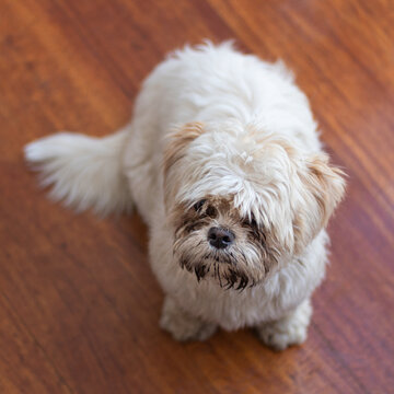 Plano picado de un perro shih tzu parado sobre un piso de madera