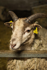 Portrait of cute goat in barn at Turoe pet farm in County Galway, Ireland 