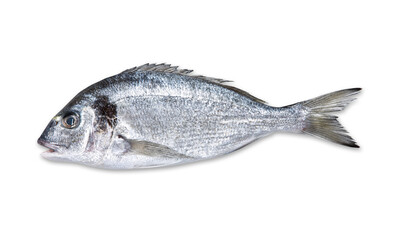 Fresh fish on white background