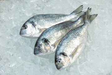 Fresh sea Bream on ice background
