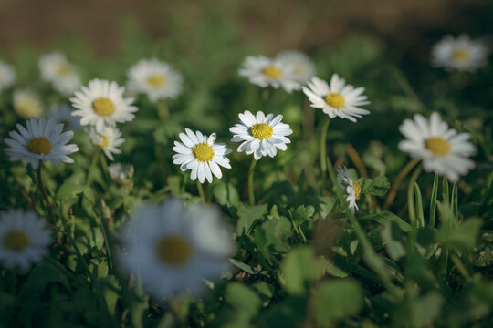 flor do campo margarida com fundo verde.