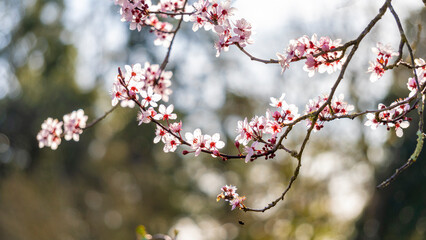 Beautiful close-up of the blossoming branches of a pink cherry tree, in spring