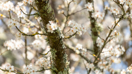 Beautiful close-up of the blossoming branches of a white cherry tree, in spring