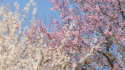 Beautiful cherry trees in full bloom, one white, the other pink, way painting