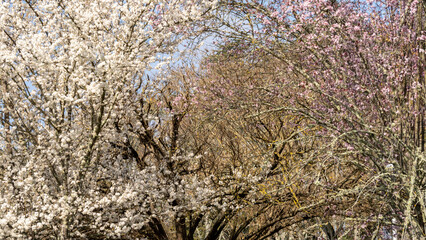 Beautiful cherry trees in full bloom, one white, the other pink, way painting