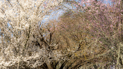 Beautiful cherry trees in full bloom, one white, the other pink, way painting