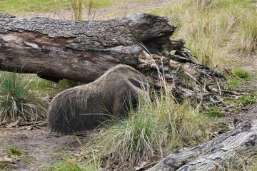 an Anteater searching for food