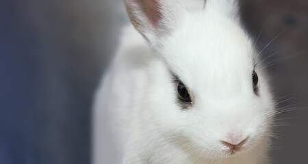 Portrait of adorable baby easter bunny rabbit.Soft focus and very shallow depth of field composition for Easter holiday concept background.