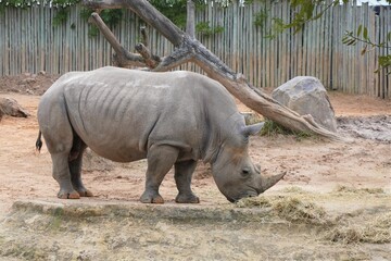A Rhino walking
