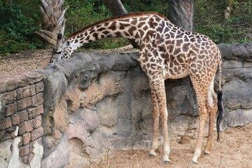 Obraz premium Giraffe eating leaves over a wall
